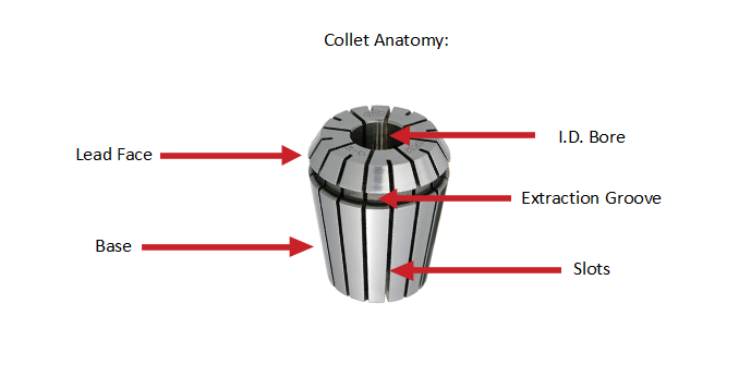 Collet Anatomy